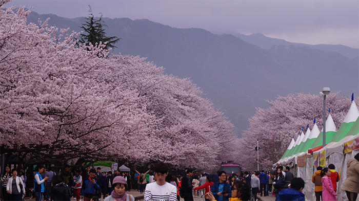 170321_cherry blossom30_in.jpg